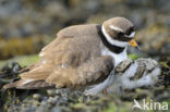 Bontbekplevier (Charadrius hiaticula)