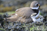 Bontbekplevier (Charadrius hiaticula)