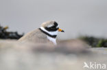 Bontbekplevier (Charadrius hiaticula)