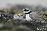 Bontbekplevier (Charadrius hiaticula)