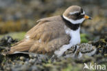 Bontbekplevier (Charadrius hiaticula)