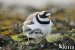 Bontbekplevier (Charadrius hiaticula)