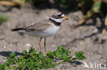 Bontbekplevier (Charadrius hiaticula)