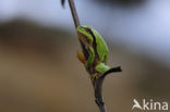 Boomkikker (Hyla crucifer)