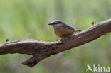 Boomklever (Sitta europaea caesia)