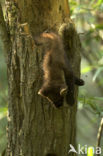 Pine Marten (Martes martes)