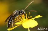 Bosgroefbij (Lasioglossum fratellum)