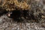 Bosspiegeltje (Notiophilus rufipes)