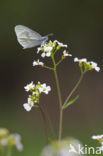Wood White (Leptidea sinapis)