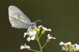 Boswitje (Leptidea sinapis) 