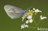 Wood White (Leptidea sinapis)