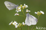 Boswitje (Leptidea sinapis) 