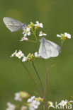 Boswitje (Leptidea sinapis) 