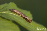 Braamvlinder (Thyatira batis)