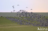 Barnacle Goose (Branta leucopsis)