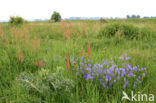 Large Speedwell