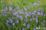 Large Speedwell