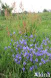 Large Speedwell