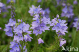 Large Speedwell