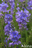 Large Speedwell