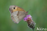 Meadow Brown (Maniola jurtina)