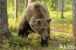 Bruine beer (Ursus arctos)