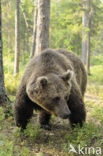 Bruine beer (Ursus arctos)