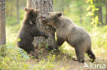 Bruine beer (Ursus arctos)