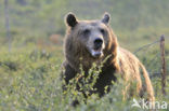 Bruine beer (Ursus arctos)