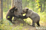 Bruine beer (Ursus arctos)