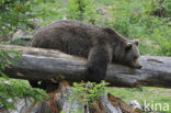 Bruine beer (Ursus arctos)