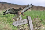 Buizerd (Buteo buteo)