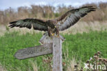 Buizerd (Buteo buteo)