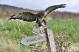 Buizerd (Buteo buteo)