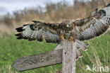 Buizerd (Buteo buteo)