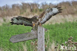 Buizerd (Buteo buteo)