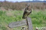 Buizerd (Buteo buteo)