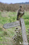 Buizerd (Buteo buteo)