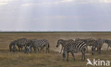 Burchell s zebra (Equus burchellii)