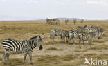 Burchell s zebra (Equus burchellii)