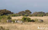 Burchell s zebra (Equus burchellii)