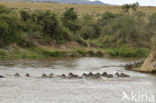 Burchell s zebra (Equus burchellii)