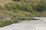 Burchell s zebra (Equus burchellii)