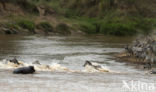 Burchell s zebra (Equus burchellii)