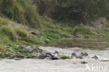 Burchell s zebra (Equus burchellii)