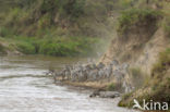 Burchell s zebra (Equus burchellii)