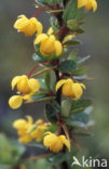 Calafate (Berberis buxifolia)