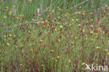 Canadees hertshooi (Hypericum canadense) 