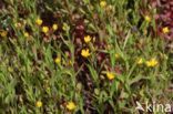 Canadees hertshooi (Hypericum canadense) 