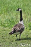 Canada Goose (Branta canadensis)